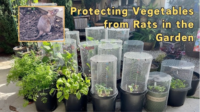 Prevent Rodents From Eating Garden: Effective Tips That Work