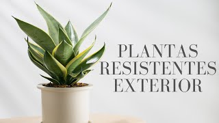 10 Plantas de Exterior Resistentes al Frío y al Sol: Fáciles de cuidar (Patio, Jardín, Terraza)