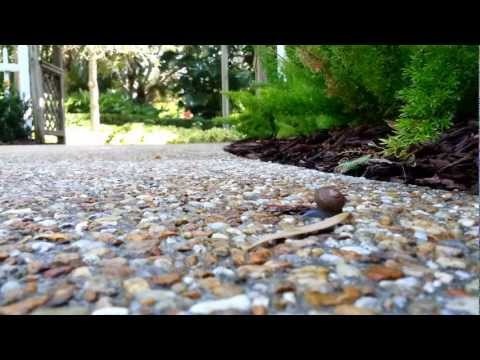 snail at Busch Gardens 1