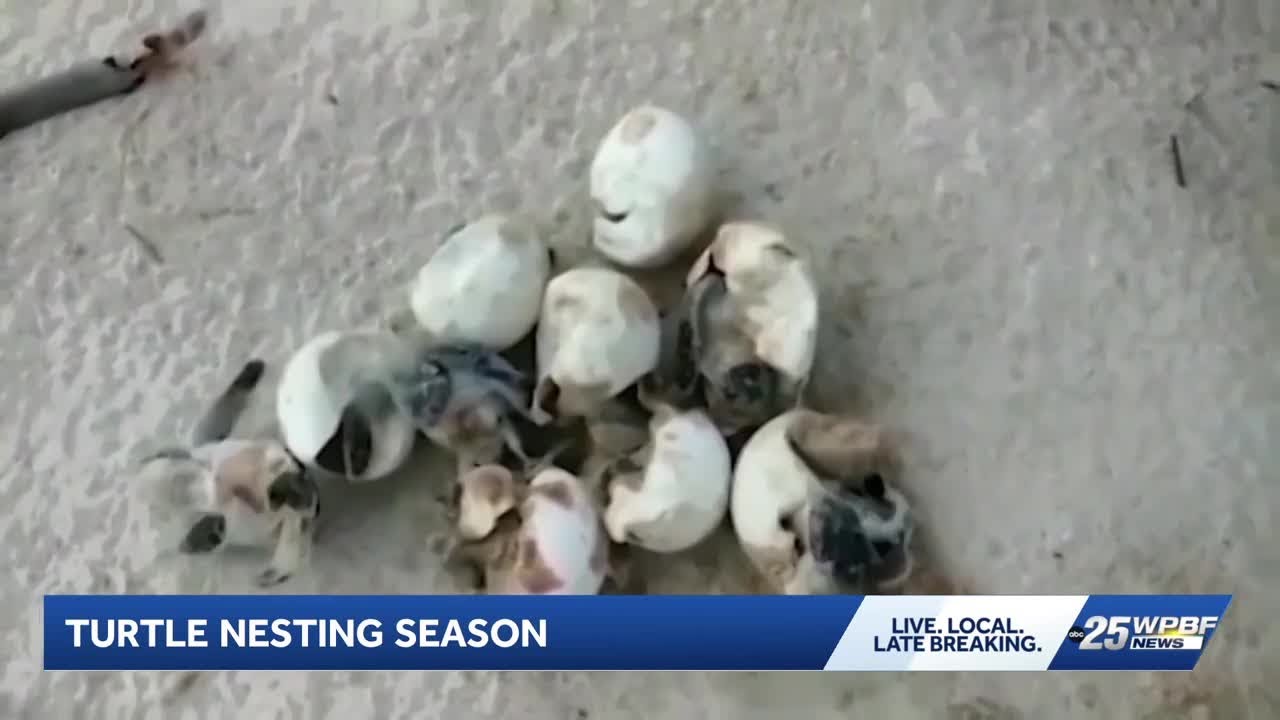 Sea turtle nesting season is officially here - YouTube