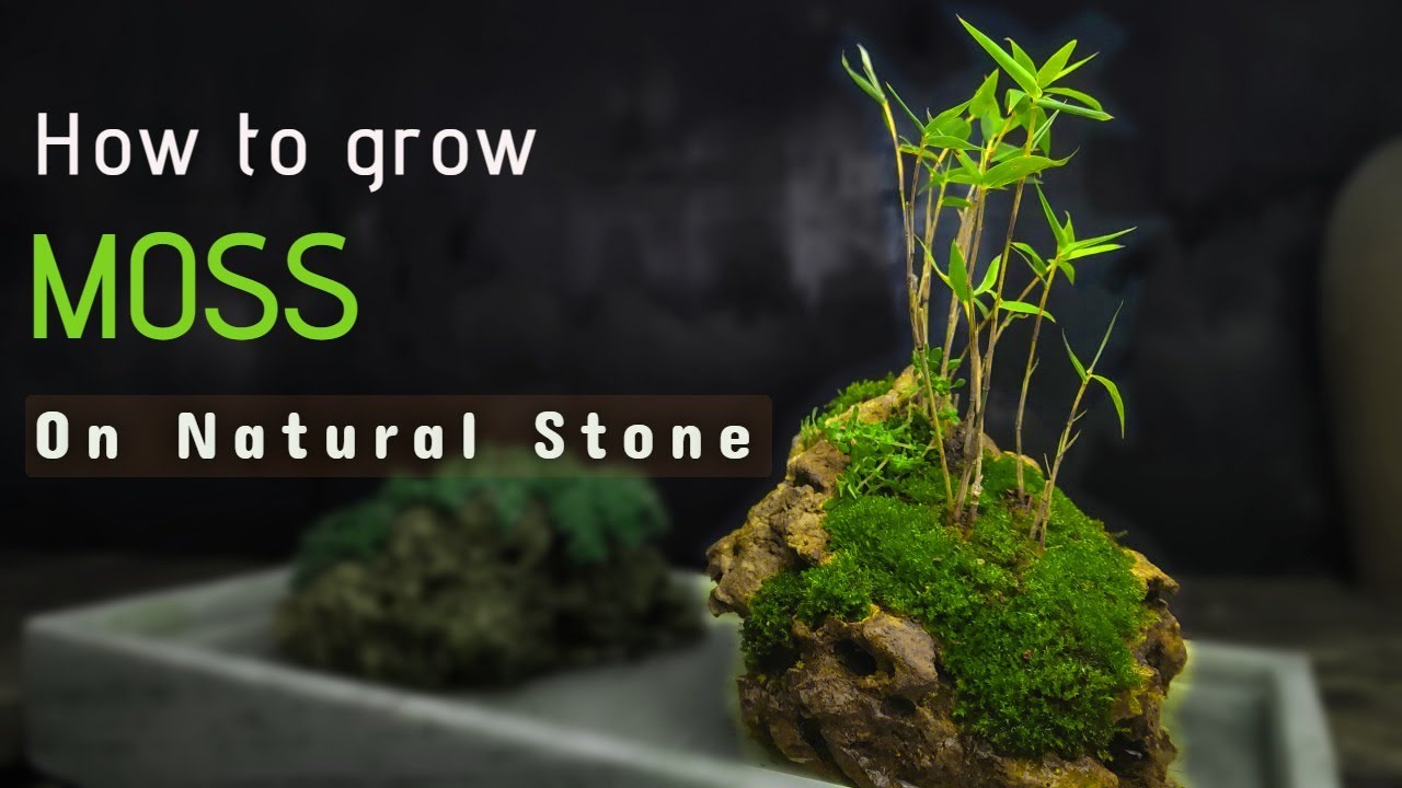 3 Simple ways to Grow Moss — Simply Native