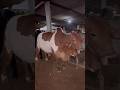 #cow #farming #animals #farm #explore #foryou #explorepage #trend #viral #trending #shorts #views