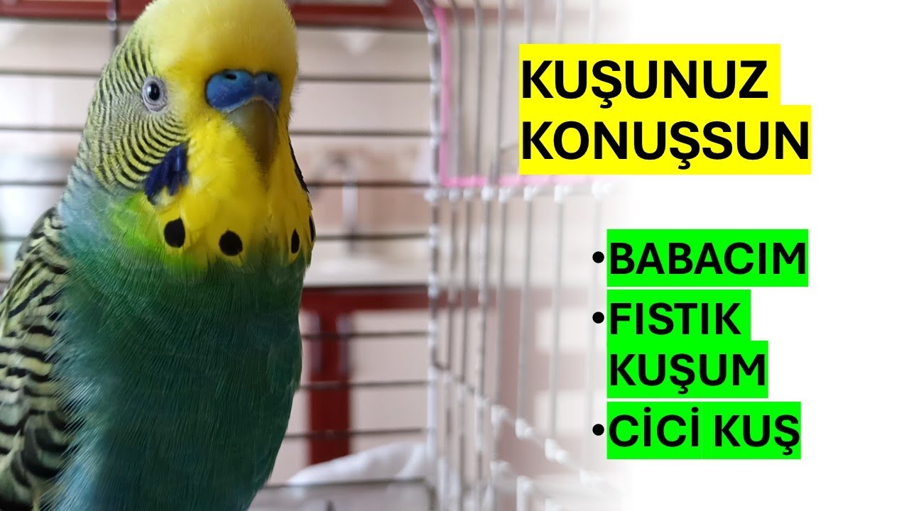 Kuşunuza Dinletin! 🦜 Bu Muhabbet Kuşu 'Babacım', 'Fıstık Kuşum', 'Cici Kuş' Diyerek Şov Yapıyor! 🎶