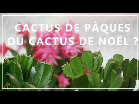 Vidéo: Différence Entre Le Cactus De Noël Et Le Cactus De Thanksgiving