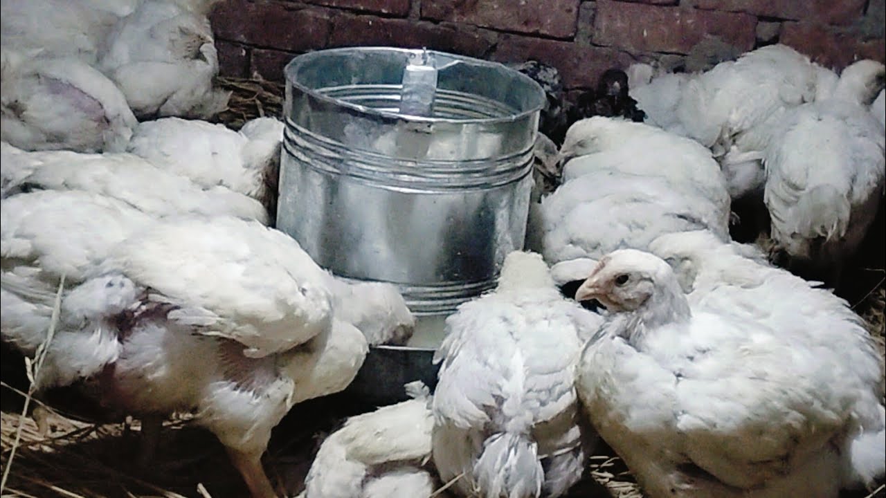 عملت المستحيل علشان انقذ الفراخ ومكنتش اعرف العلاج الخطير ده❗