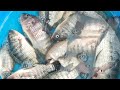 Mancing nila di persawahan #fishing #mancingceria #mancing #mancingmantap #mancingmania
