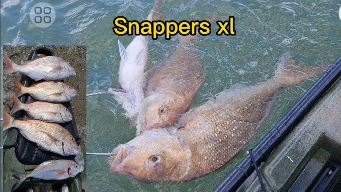 Alexis kayak fishing nz / pesca con Jack mackerel snappers xl / New zealand  