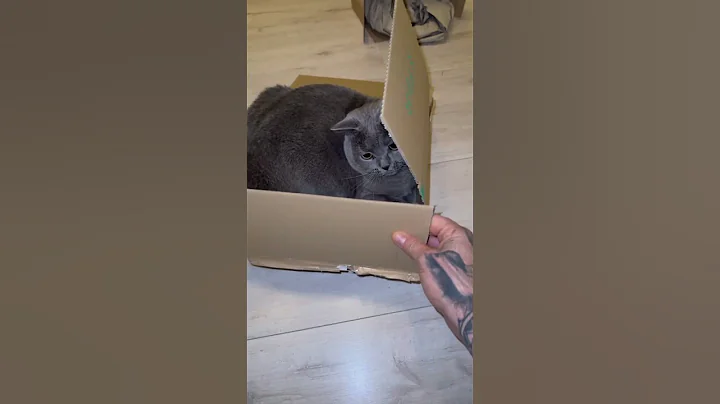 Video 11805011: best cat toys, cat love fun, funny cat toy