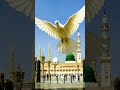 Allah Madina #sunds #lifeisbutadream #beautiful #ihavethisthingwithplants #unfrezzmyaccount #audio