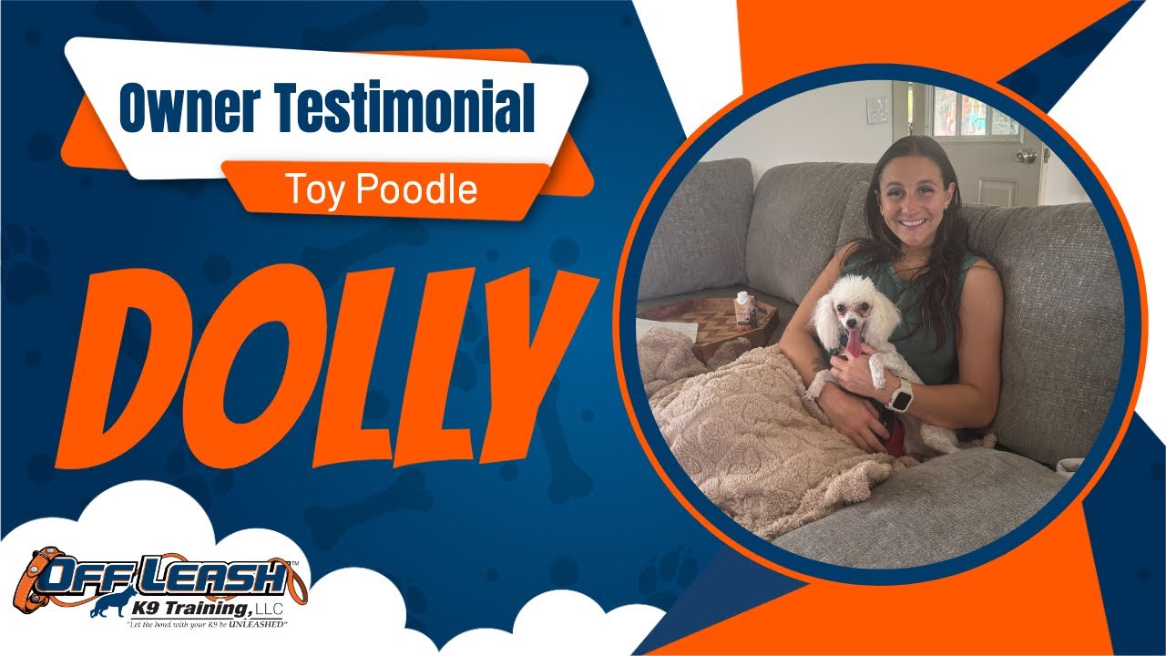 Toy Poodle Therapy Dog Training Review | Dolly's Owner Shares Her