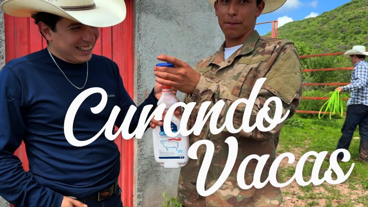 Curando vacas para moverlas de potrero 🐄