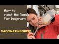 Vaccinating Sheep.  How to Inject the Needle into the Ewe for Beginners.