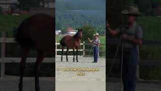 Shifting A Horses Attention In Slovenia