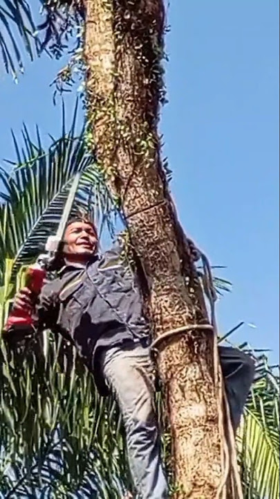 Potong Pohon Pakai Gerinda Senso