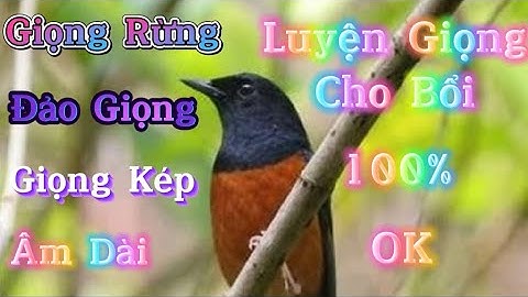 Chòe lửa hót sáng luyện giọng cho bổi hót đấu căng lửa , chòe lửa luyện giọng