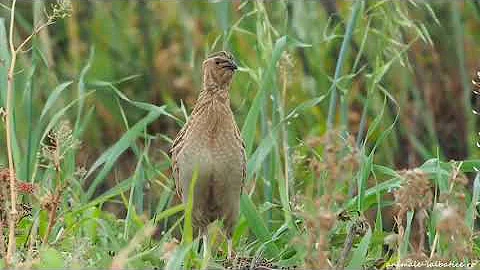 Batair ki awaz | Quail voice | quail Farming