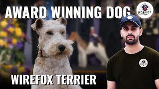 Wirefox Terrier Award Winning Dog Show