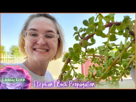 Elephant Bush Propagation (Easy Beginners Plant!)