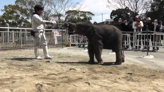 ゾウの赤ちゃん 引っ張り合い2012年4月6日