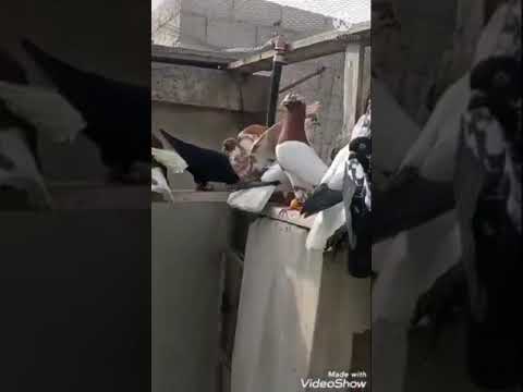 سعد البياتي موال مالمتني عاين يادكتور