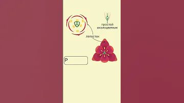 разбор формулы цветка семейства Лилейных на примере тюльпана 🌷 #биология #биологияегэ #ботаника