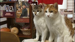 凝視する猫。