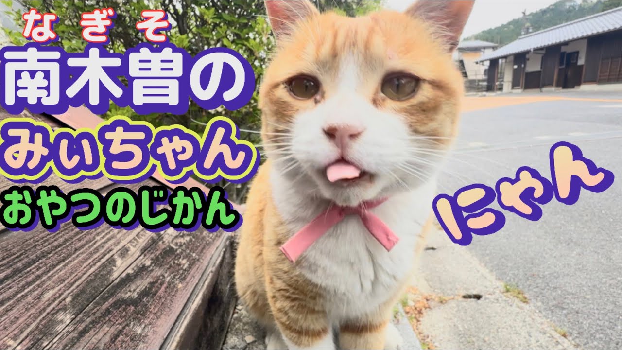 Community cat Mii-chan] It's treat time! - YouTube