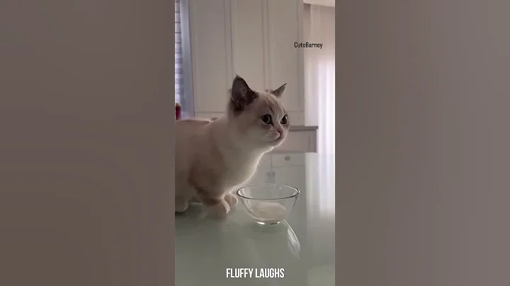 Video 11887791: cat cutecat pets animals, pets cutecat cats dogs, cat pets cutecat funny