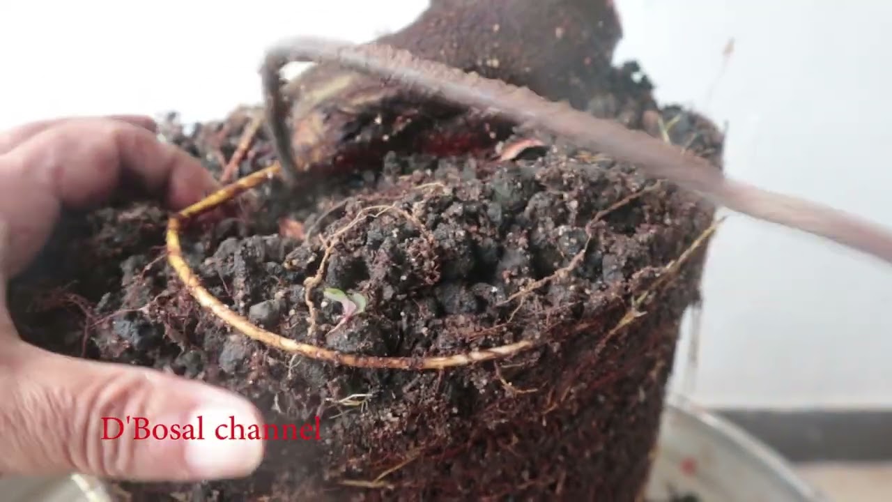 #V245  Seleksi Batang dan Cabang Loa