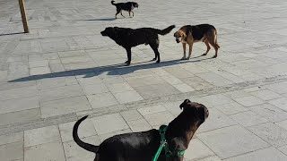 this annoying street dogs AGAIN ( DOG WALK CHALLENGE ) by Dog Passion 1,006 views 2 years ago 51 seconds