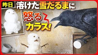 【音量要注意:本気の威嚇】カラスに二日目の痩せた雪だるまを見せたらこの通りである…なぜゆえ? 20260209、カラス＆四つ足クインテット（仮）