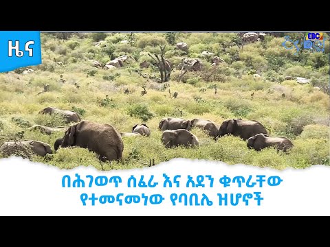 ቪዲዮ: የበረዶው ቪትሩቪያን ሰው በአለም ሙቀት መጨመር ላይ