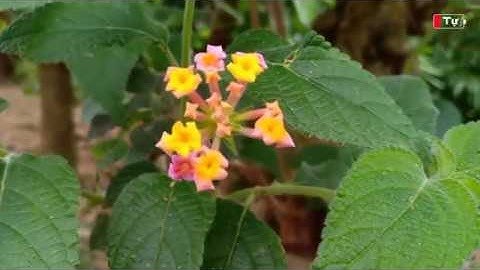 Mùa Xuân muôn hoa khoe sắc. Vải Thiều Lục Ngạn 2020.