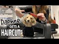 Ep16 daphne gets a haircut finale  cute dachshund