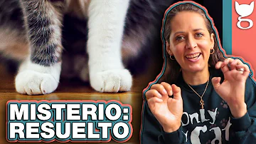 ¿Por qué te pisan los gatos?