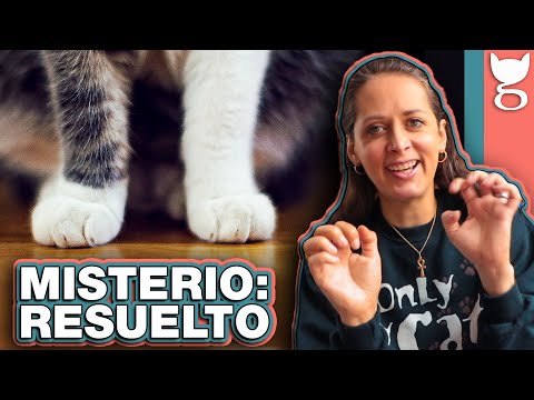 Video: ¿Por qué mi gato está estornudando?