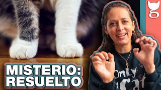 ¿POR QUÉ  MI GATO AMASA?  LA GATERÍA TV