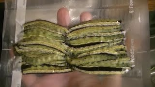 Picking And How To Freeze Catalpa Worms