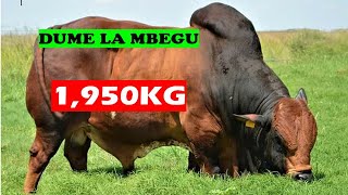 UFUGAJI BORA WA NG'OMBE WA NYAMA