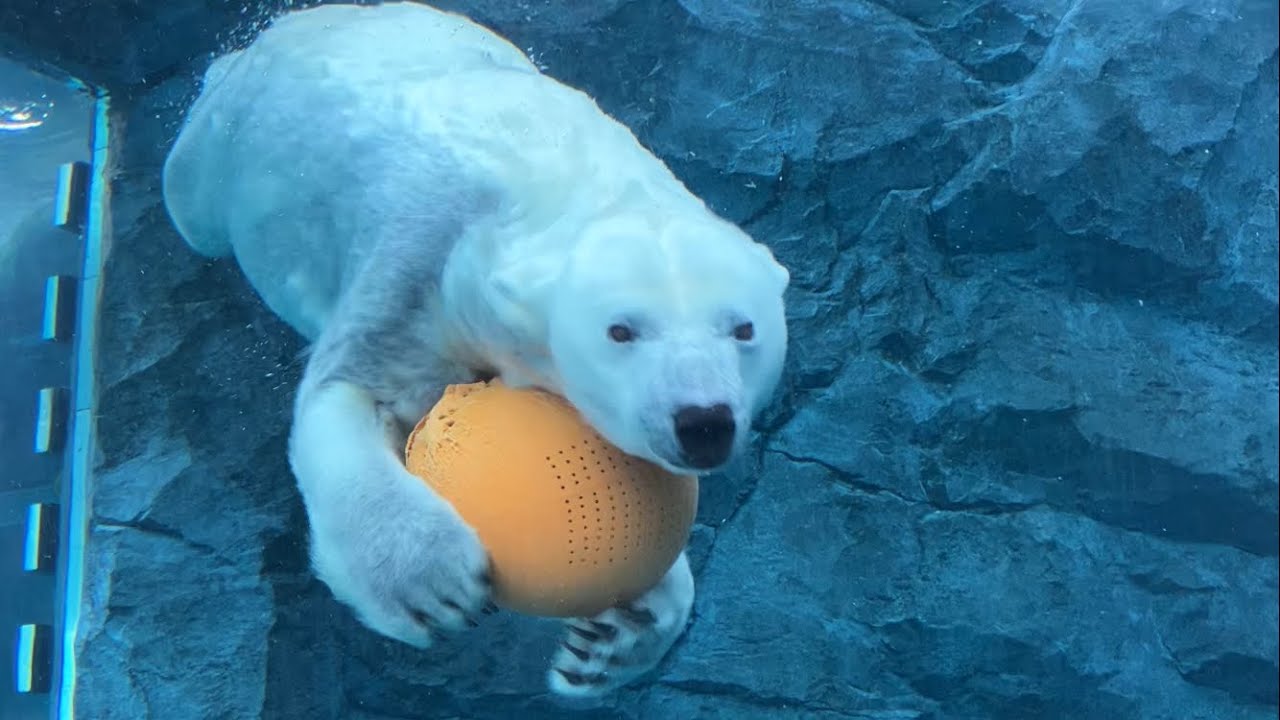 20260222:今日の円山動物園