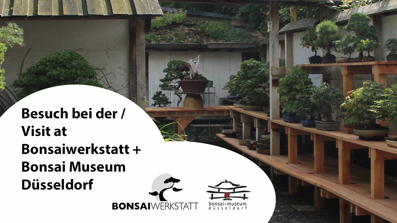 Besuch der Bonsaiwerkstatt und Bonsai Museum Dsseldorf