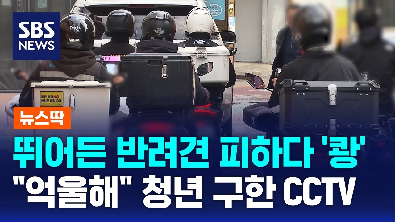 반려견 피하다 '쾅'…