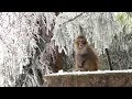 Summer snow turns snub-monkeys' habitat into fairyland | CCTV English