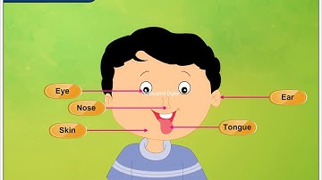 External Organs, Internal Organs, Sense Organs