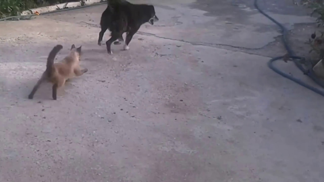 BIRMAN CAT ATTACKS DOG! Incredible scenes!! YouTube