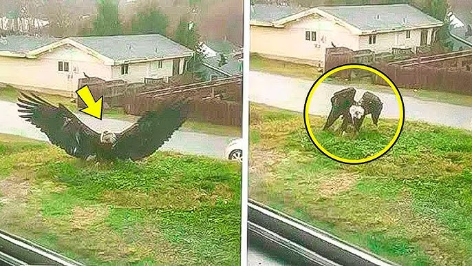 Giant Eagle Lands In Man's Front Yard. He Calls 911 After Realizing Why  It's There