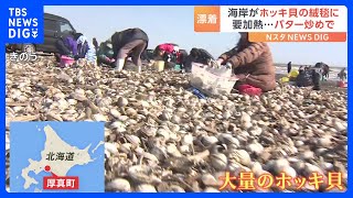 「こんなの初めてじゃないの」北海道厚真町の海岸に大量のホッキ貝が打ち上げられる…一体なぜ？｜TBS NEWS DIG
