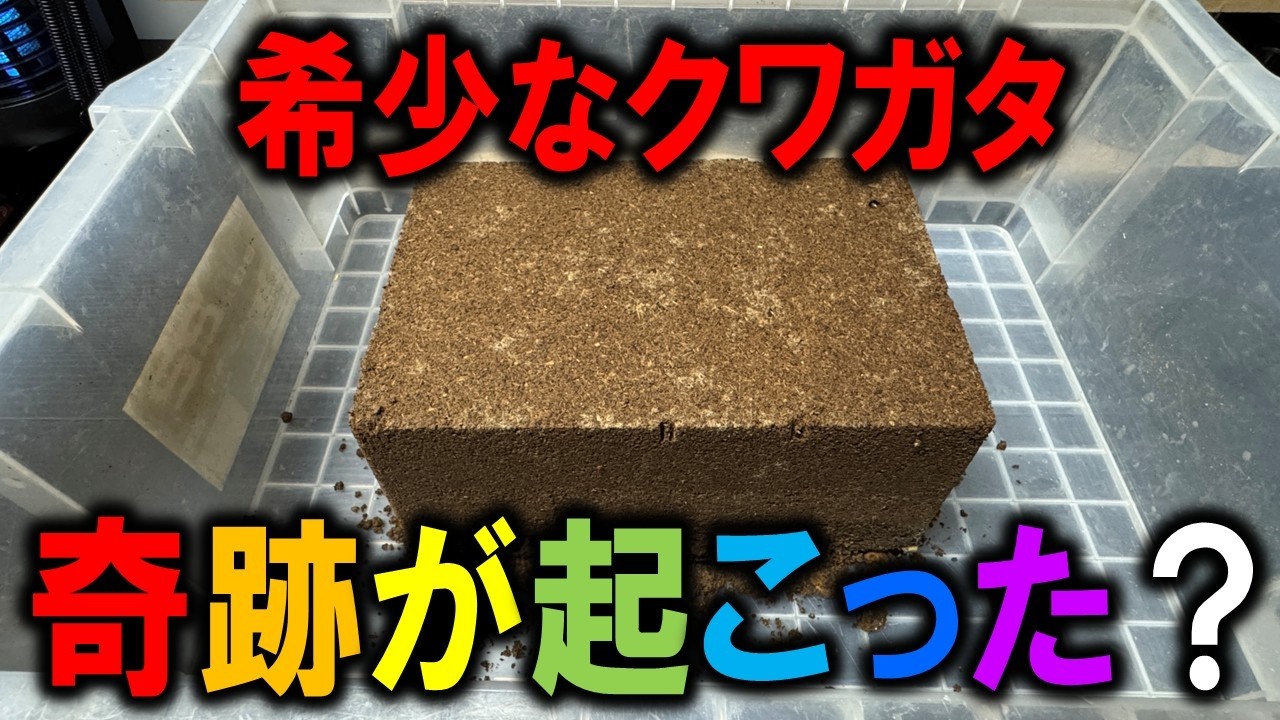 奇跡か！？★になってしまったメスのクワガタの産卵ケースをひっくり返してみると