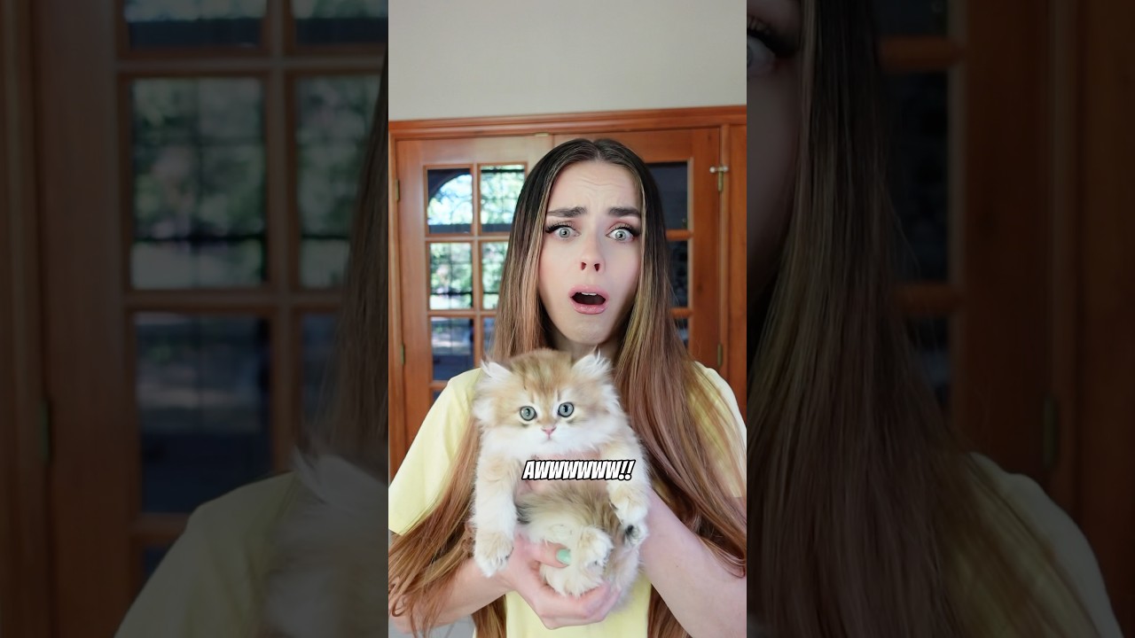 Awwww😍 #goldenwhiskerscattery #british #kittens #kitten #goldenkitten #ny12 #ny11 #bsh #blh #aww