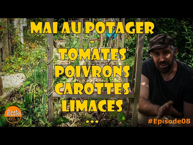 Ver MAI au Potager Urbain des ROOTS 🐌🌶️-Tomates Limaces Poivrons etc... no YouTube Ver MAI au Potager Urbain des ROOTS 🐌🌶️-Tomates Limaces Poivrons etc... no YouTube
